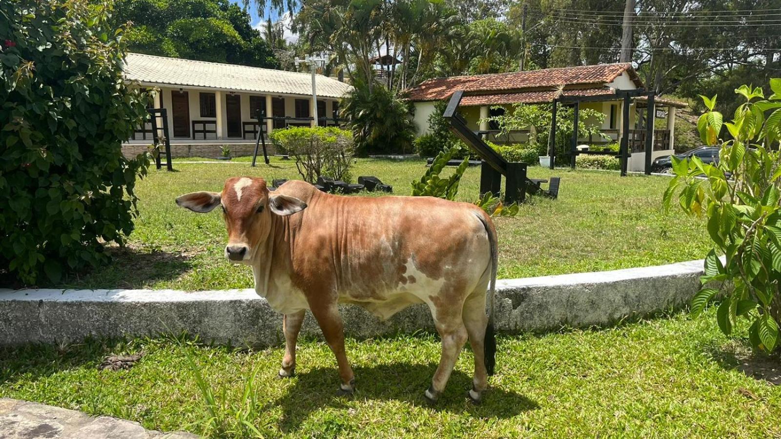 Hotel Fazenda Ceu Aberto Gravatá Exterior photo